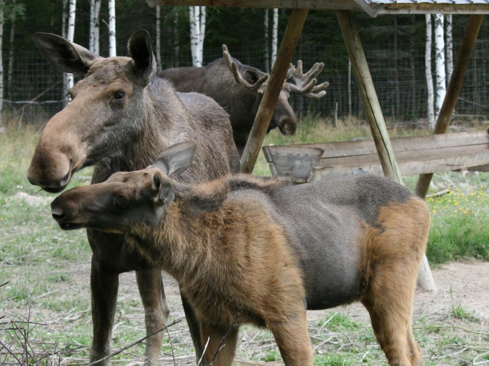 Moose cow and calf.