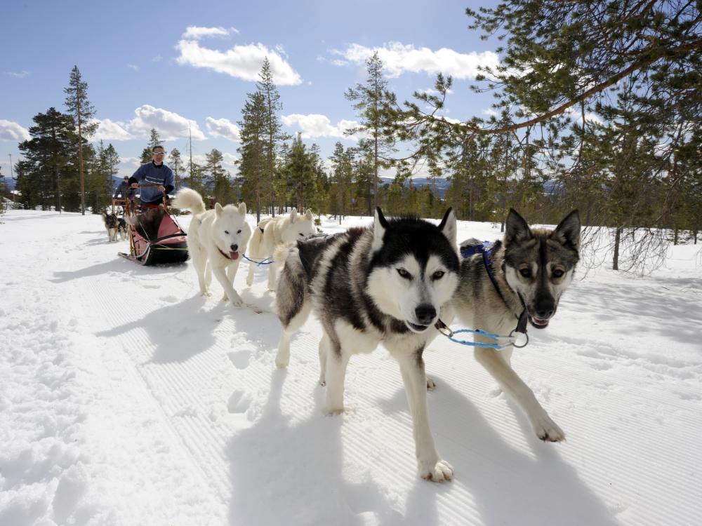 Running Husky dogs in winterland