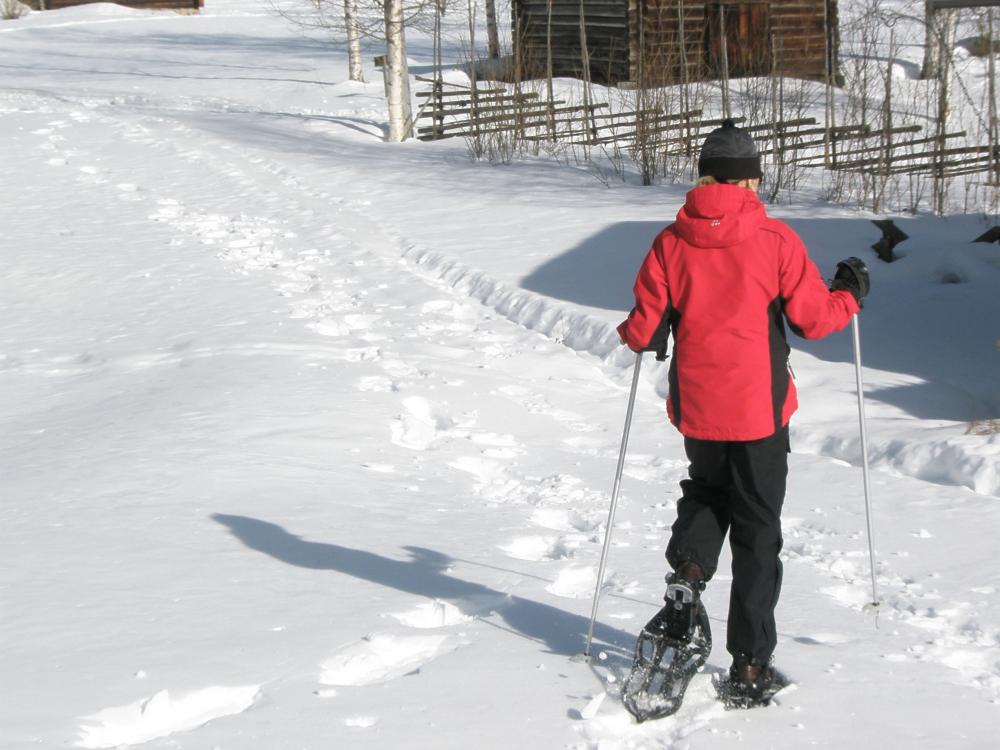 En person går i snön med snöskor bort från kameran med härbre och gärdesgård i bakgunden. 
